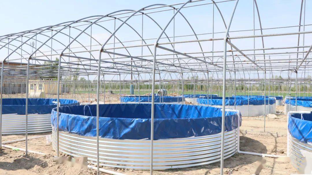 大棚养虾致富项目,对虾大棚养殖基地