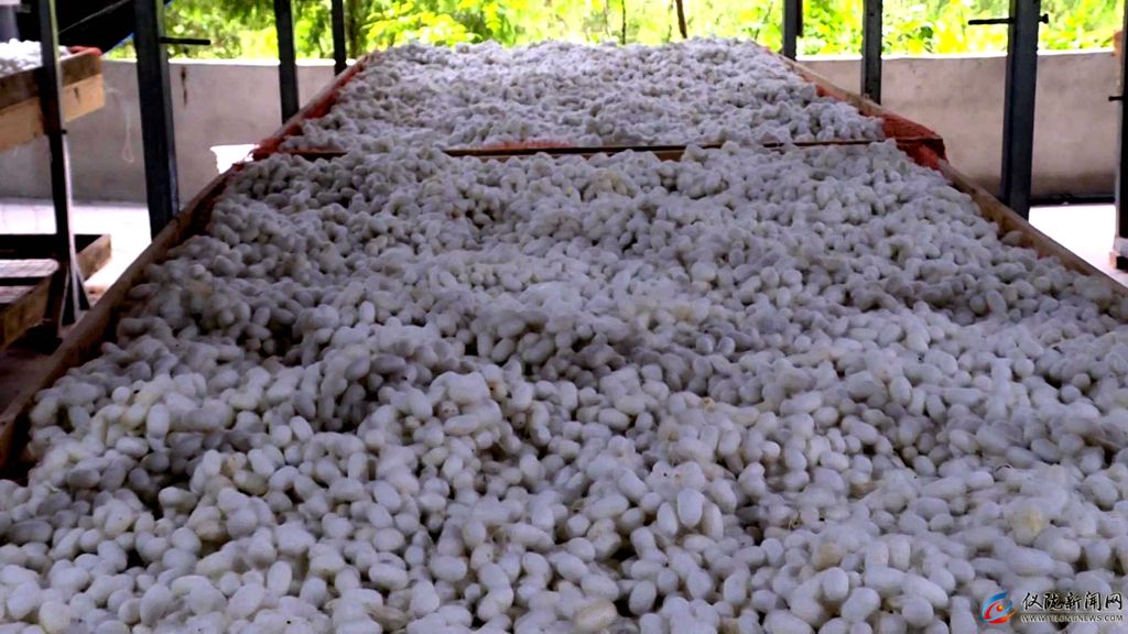 村村有特色产业户户有增收渠道,村有产业户户可增收吗