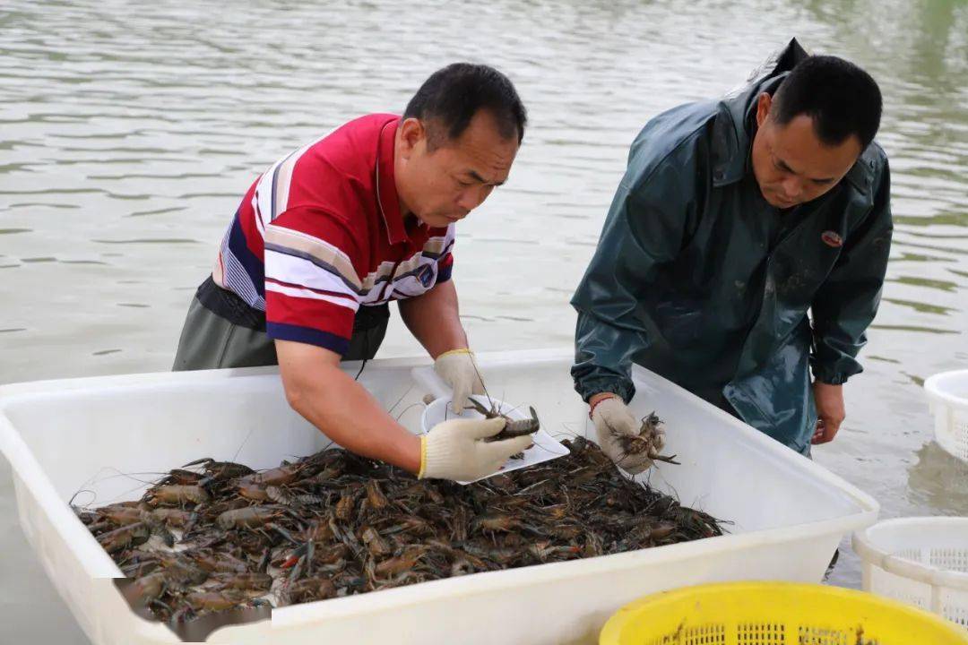 养殖虾赚钱的最佳方法,养殖淡水虾一亩地能赚多少钱