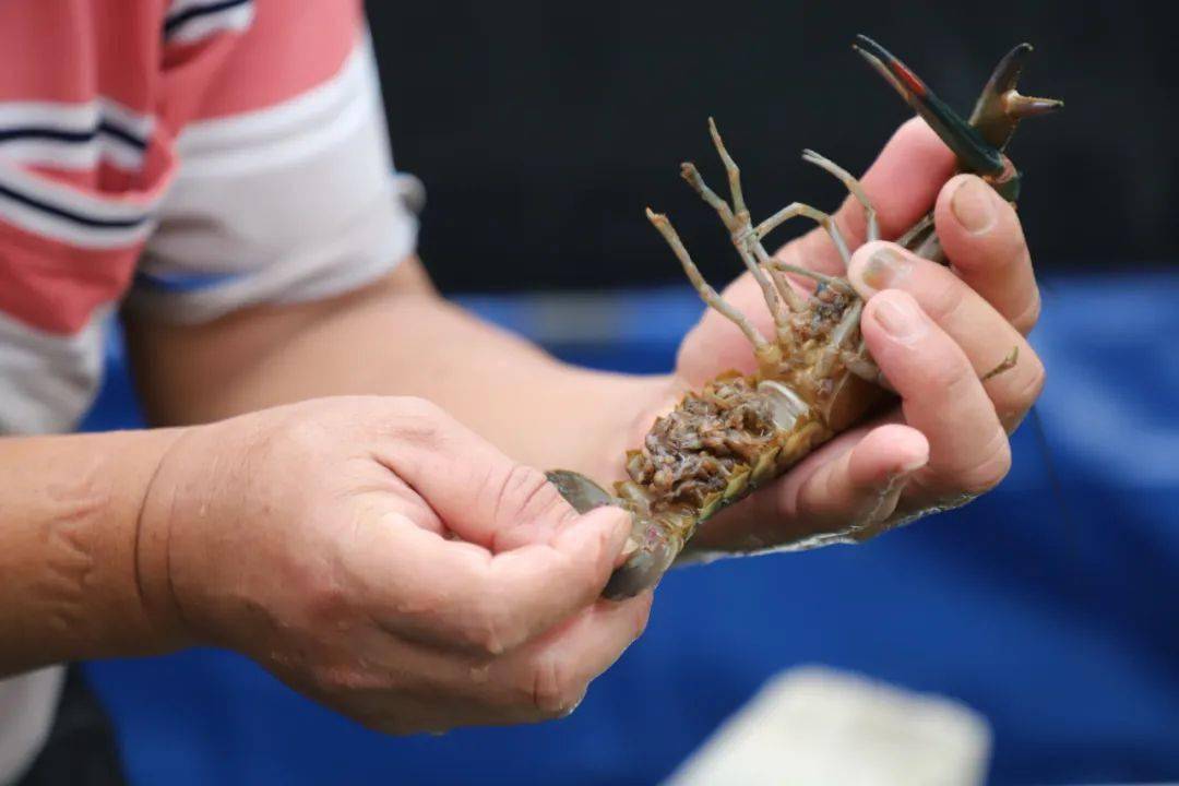 养殖虾赚钱的最佳方法,养殖淡水虾一亩地能赚多少钱