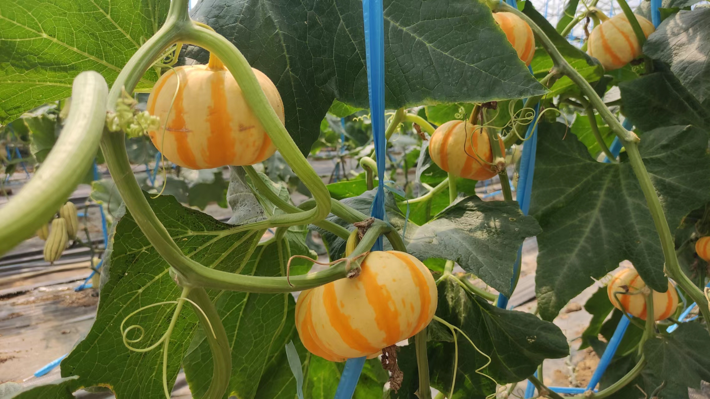 金陵黛玉樱桃品种介绍,金陵林黛玉