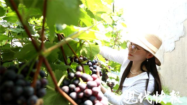 乡村直播间丨“葡萄西施”的升级之路:从瞎聊到每场成交几百单