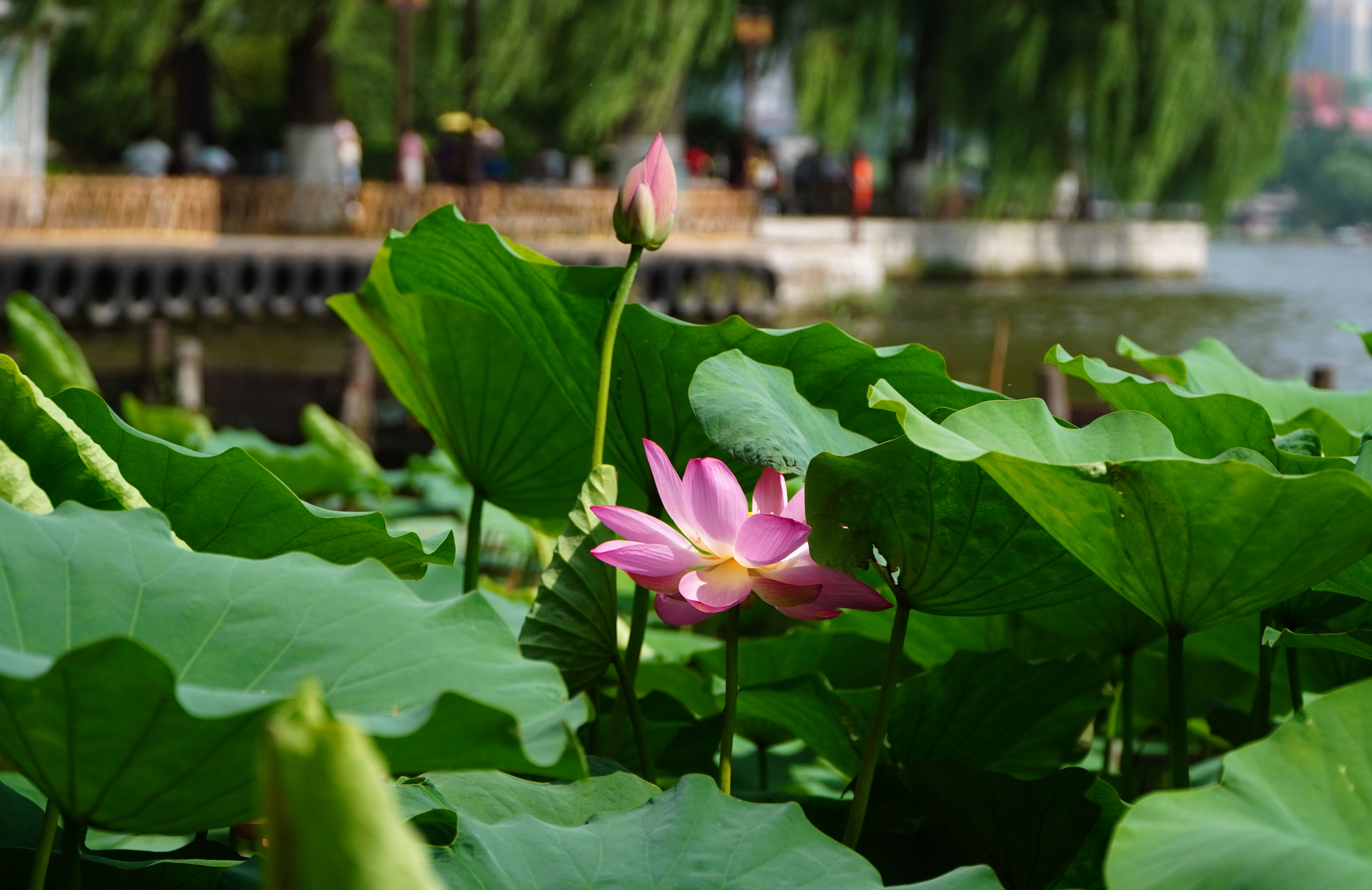 秋天济南大明湖还有荷花吗,济南大明湖荷花什么时候看最好