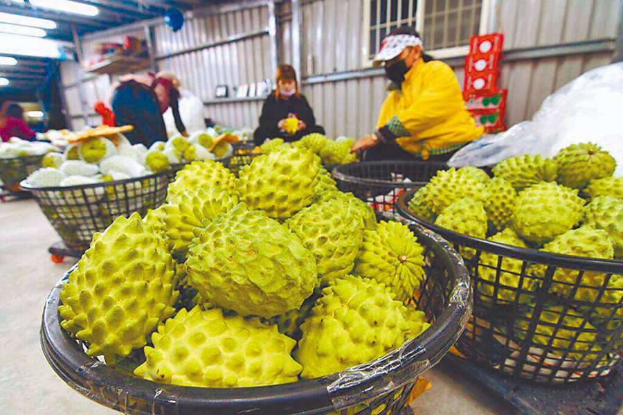 岛内果农苦撑638天后终盼到番荔枝解禁令，*进党民**抹黑大陆搞“*战统**”结果被舆论淹没