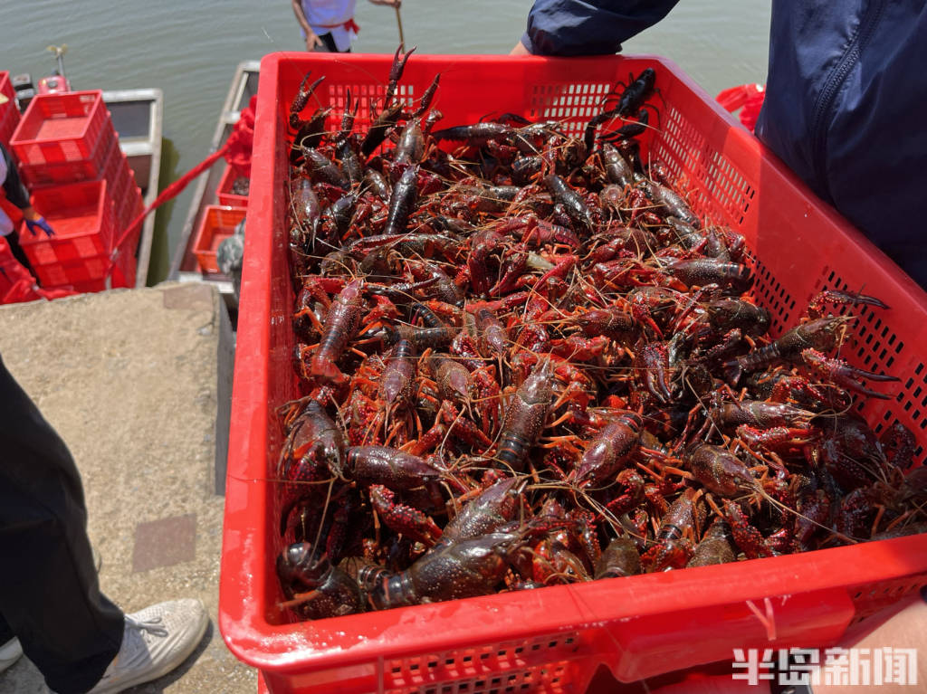 青岛姜山小龙虾开捕,鲜活小龙虾现捕现发