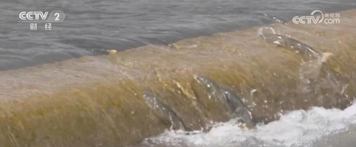 亿万条青海湖湟鱼洄游到达高峰期,青海湖近期湟鱼开始洄游吗