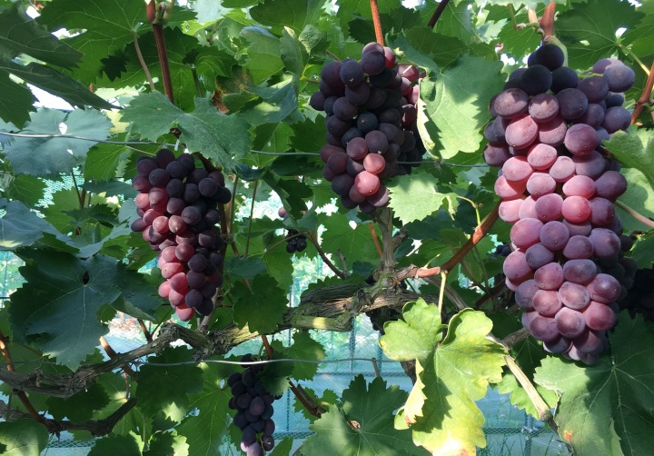 舟山农业补贴,惠农好政策助力农业高质量发展