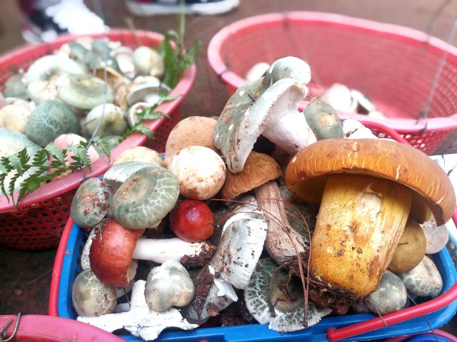 开屏策划｜上哪找菌、怎么识菌？云南捡菌“老司机”这样说→