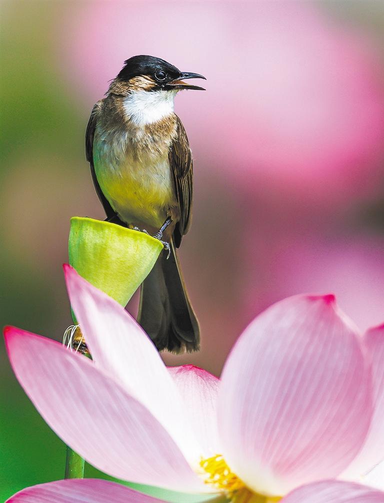 夏日赏荷文言文翻译,夏日赏荷