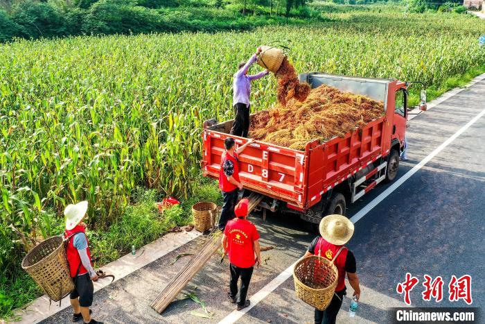 仁怀市30万亩高粱喜获丰收,渠县高粱丰收