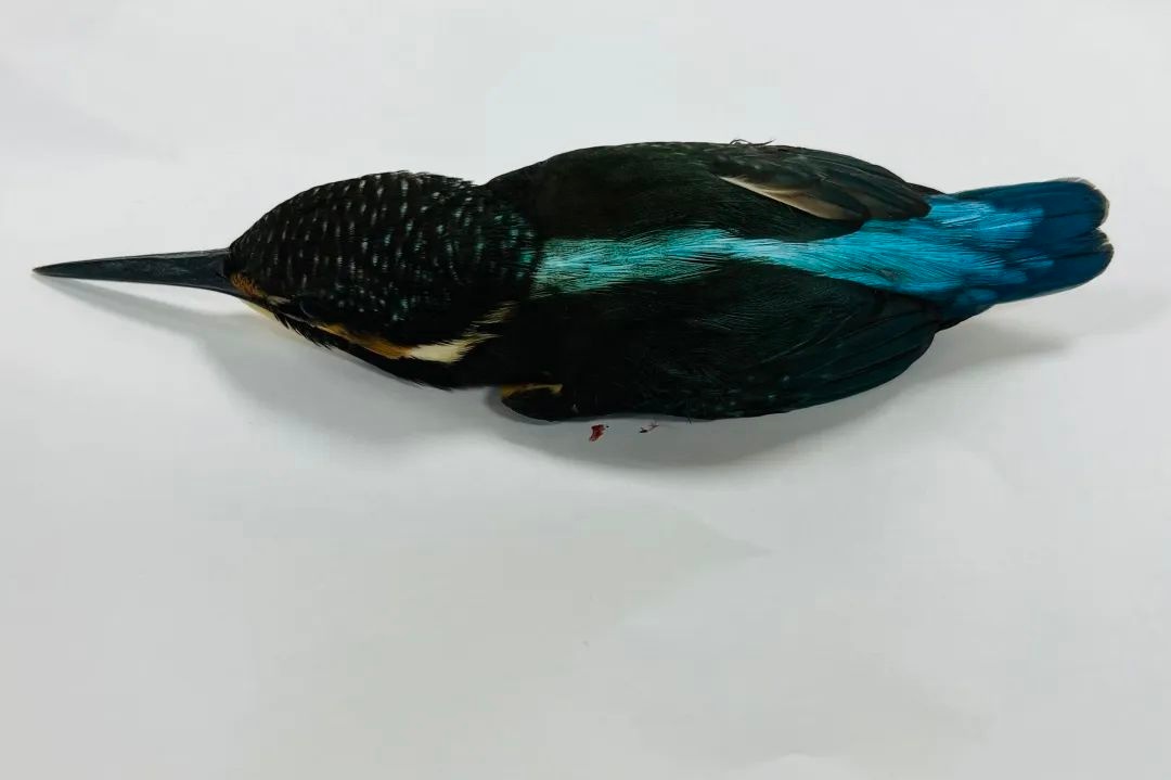 武汉一市民在月湖公园发现受伤翠鸟，救助方法来了→