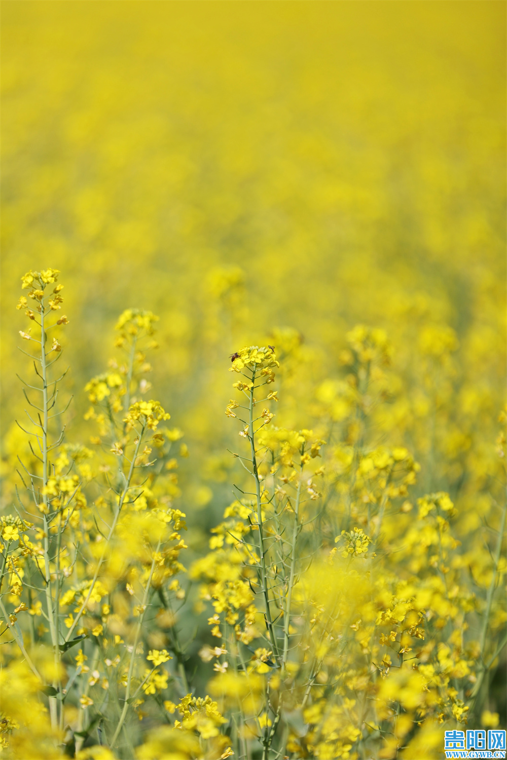 繁花盛开，属于贵阳的初春壁纸来啦