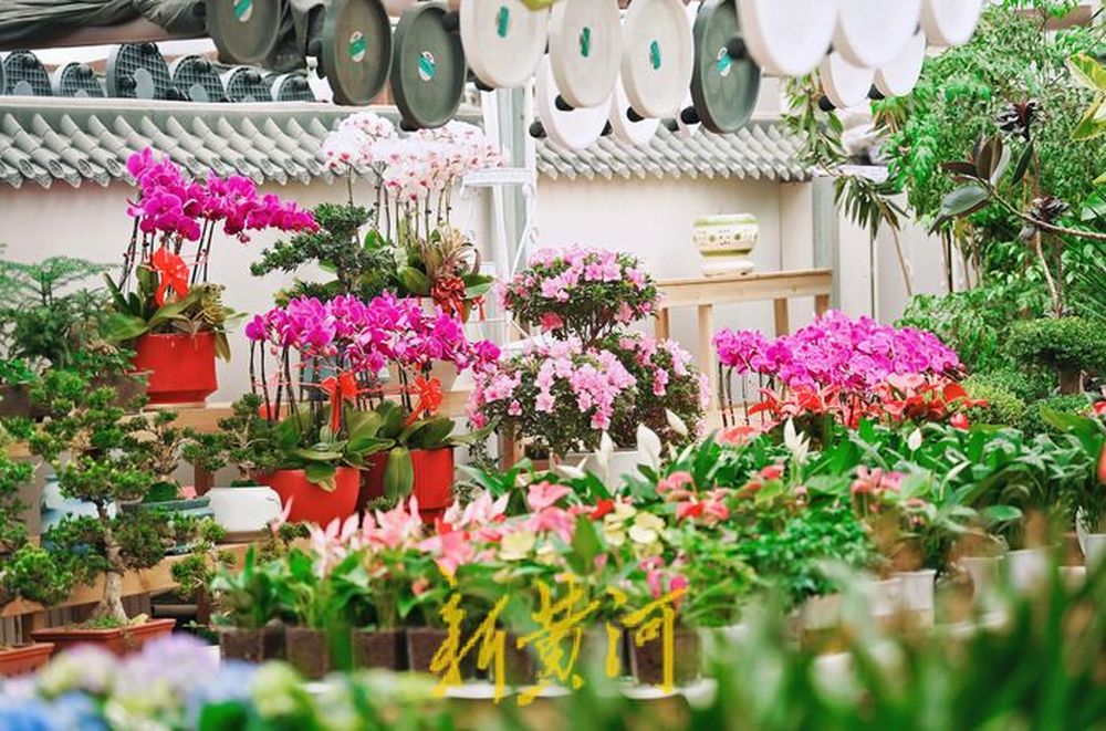 女神节的鲜花市场,女神节鲜花进货