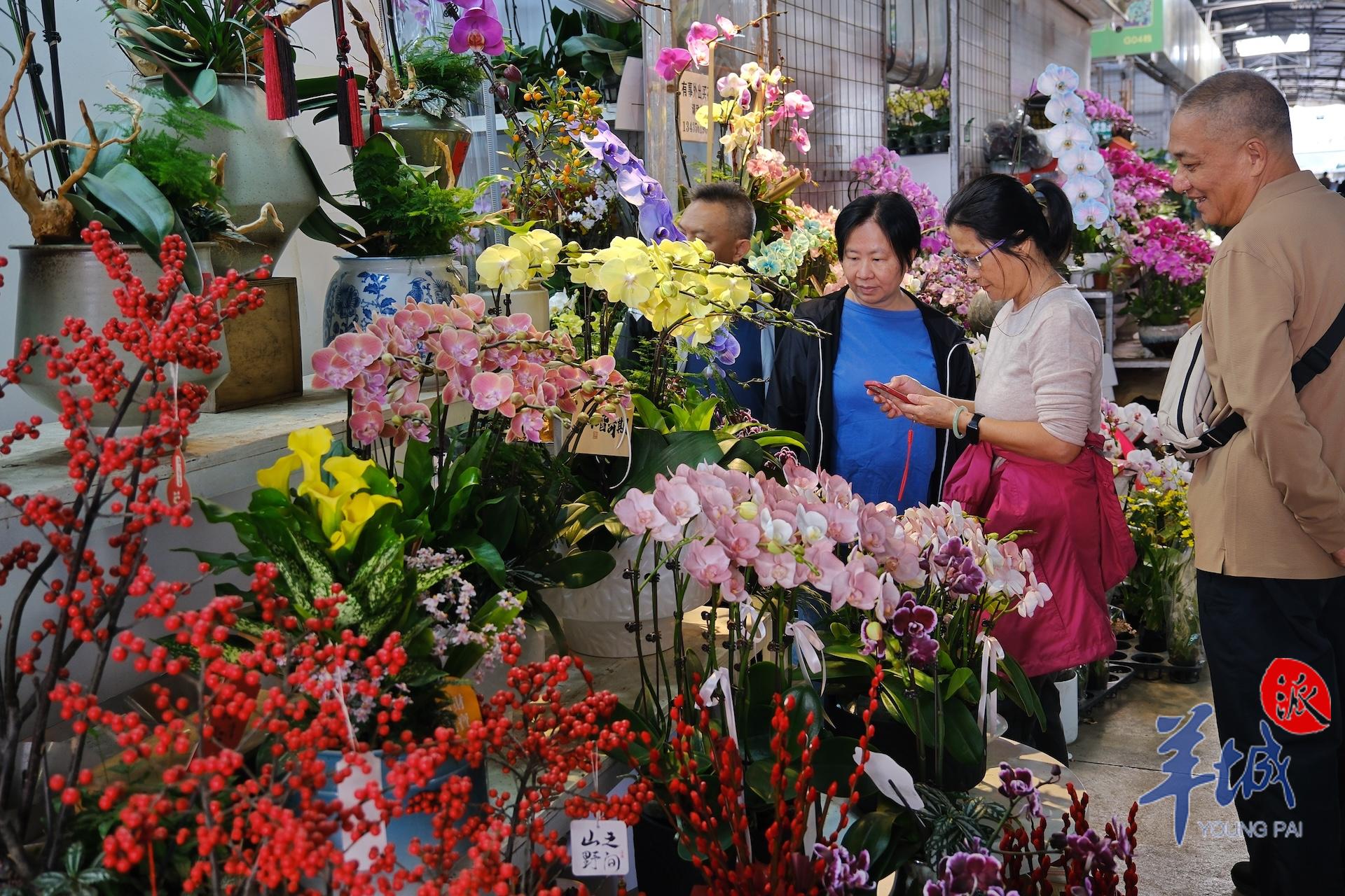 广州年花行情,广州年花价格最新行情