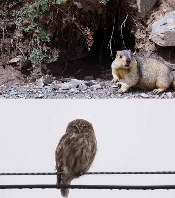 世界雪豹保护日,世界雪豹分布的国家数量
