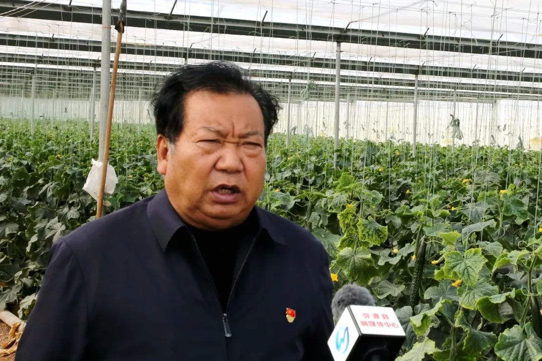 大理弥渡黄瓜苗,弥渡特产瓜