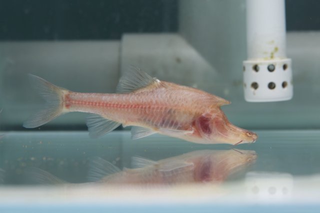 溶洞鱼没眼睛,洞穴鱼为什么会退化