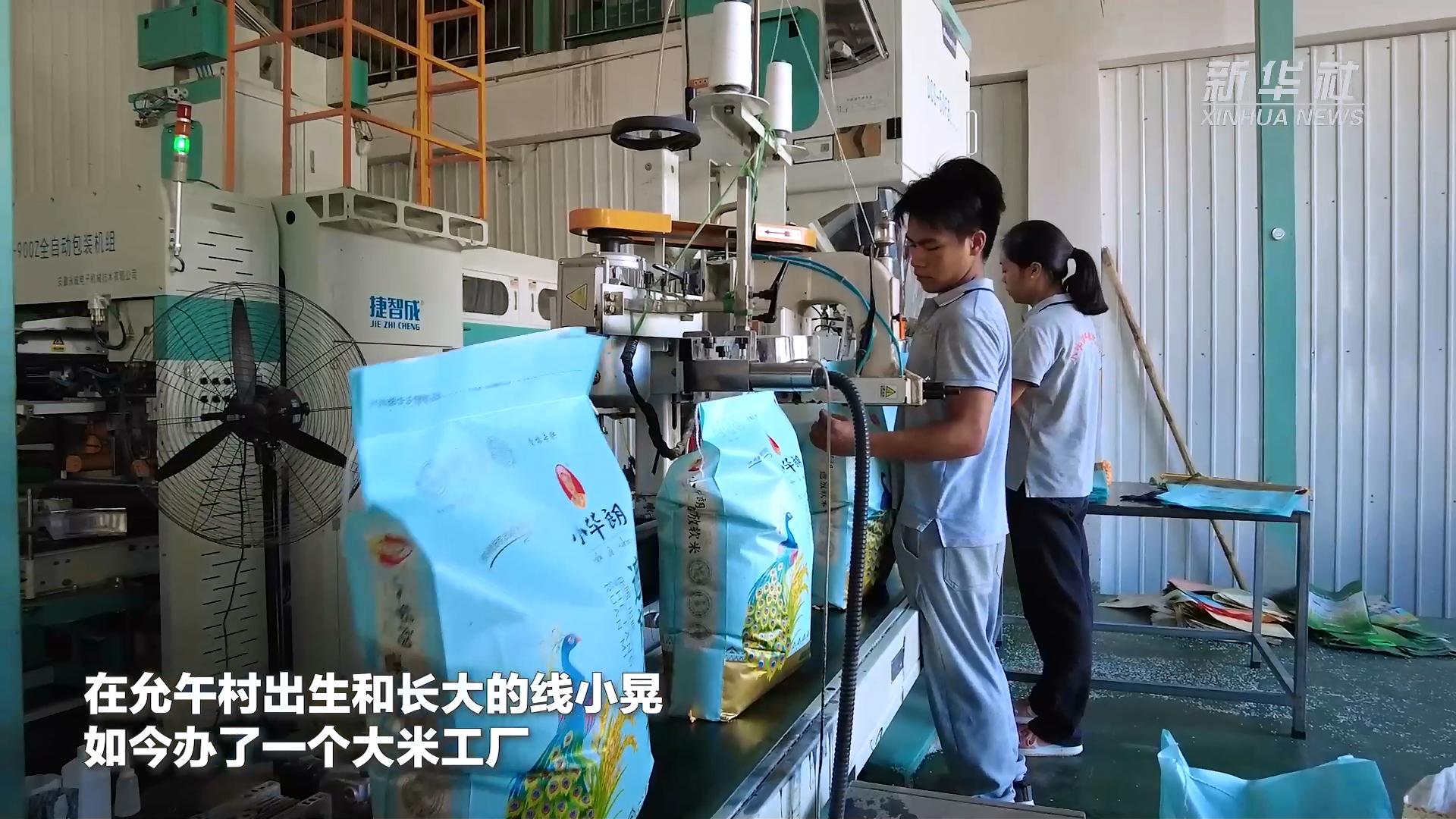 芒市遮放贡米,云南芒市遮放贡米迎丰收