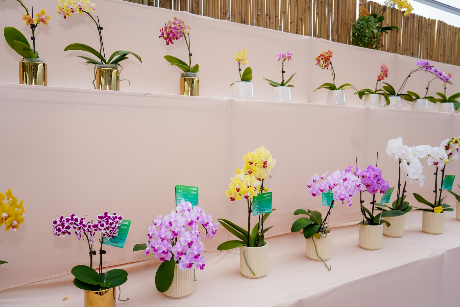 蝴蝶兰新品种交易会,2024广州蝴蝶兰新品种展览会大吗
