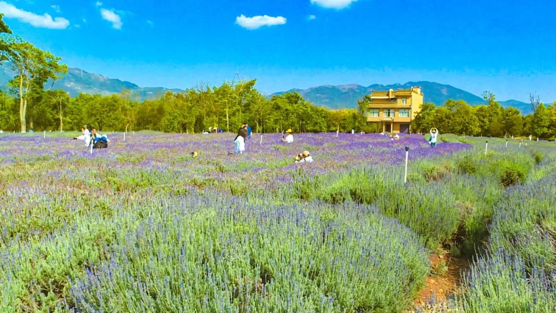 22.26万人次、2.04亿元！澄江清明假期“不负*光春**”