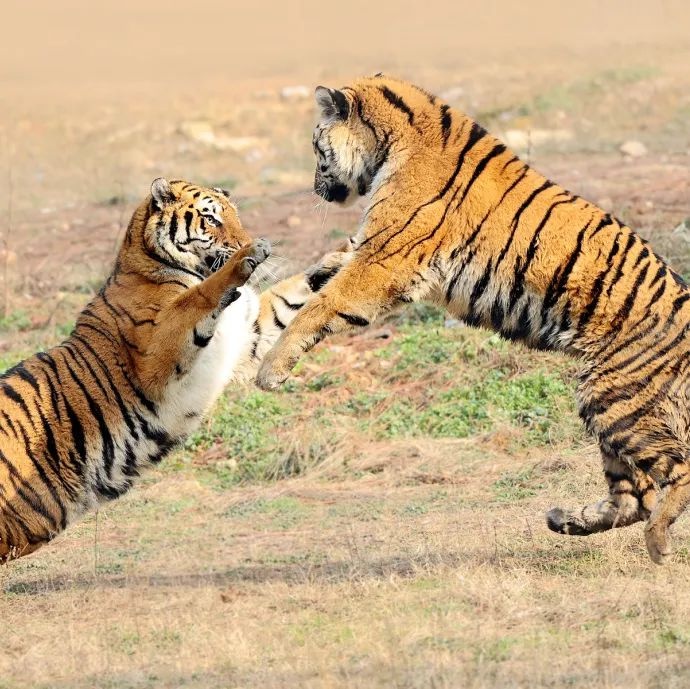 武汉九峰森林野生动物园招聘,武汉光谷森林公园招聘