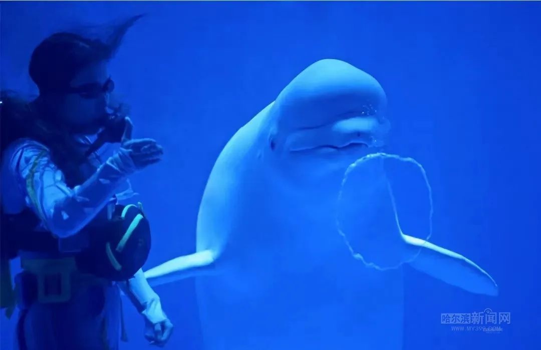 哈报与哈尔滨极地公园联手献爱心丨让孤独症儿童与白鲸亲密接触，点亮心灵之光