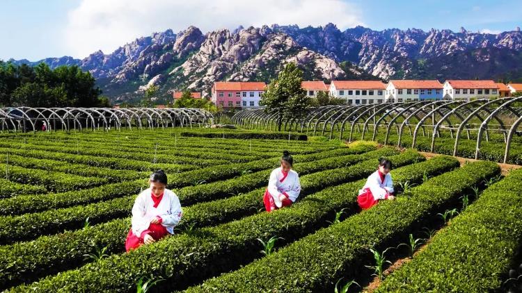 青岛入围农业500强,青岛市的农业类龙头企业