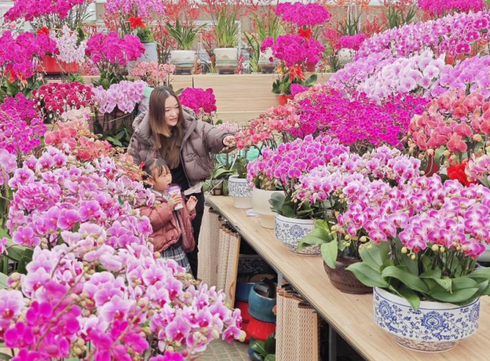 北京年宵花市场,去花卉市场逛年宵花