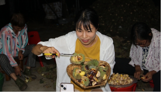 湖北罗田板栗,湖北罗田板栗专业加工厂