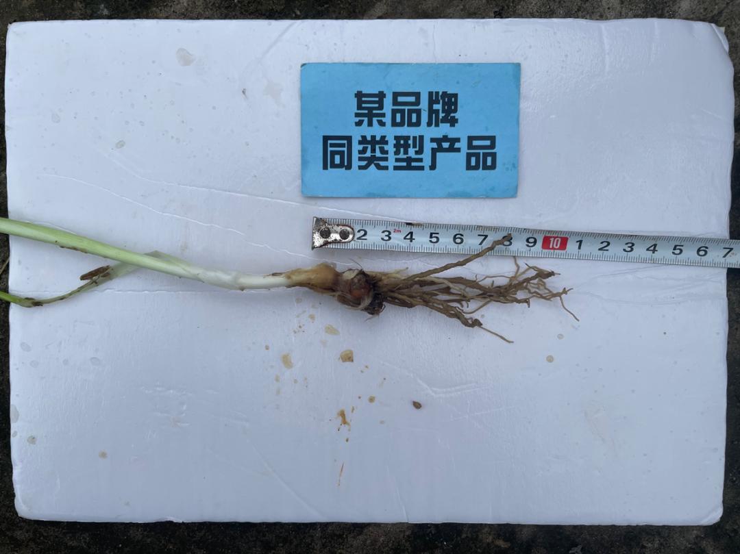 韭菜施什么肥料叶片大而肥厚,芭田肥料上大蒜的效果