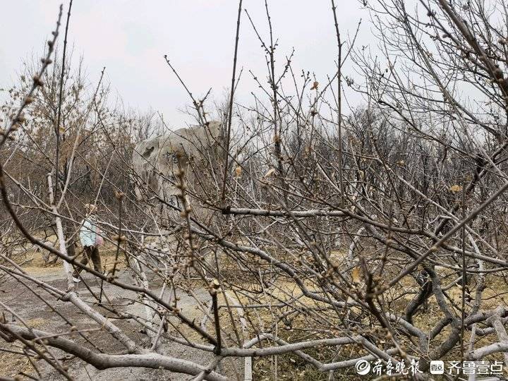 济南千佛山上的腊梅花开了吗,千头菊冻死了
