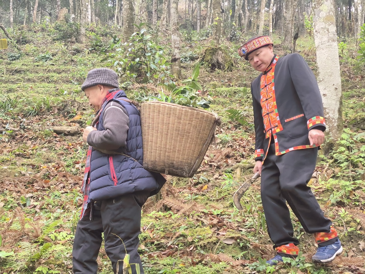 九死还魂草复活的视频,九死还魂草复活
