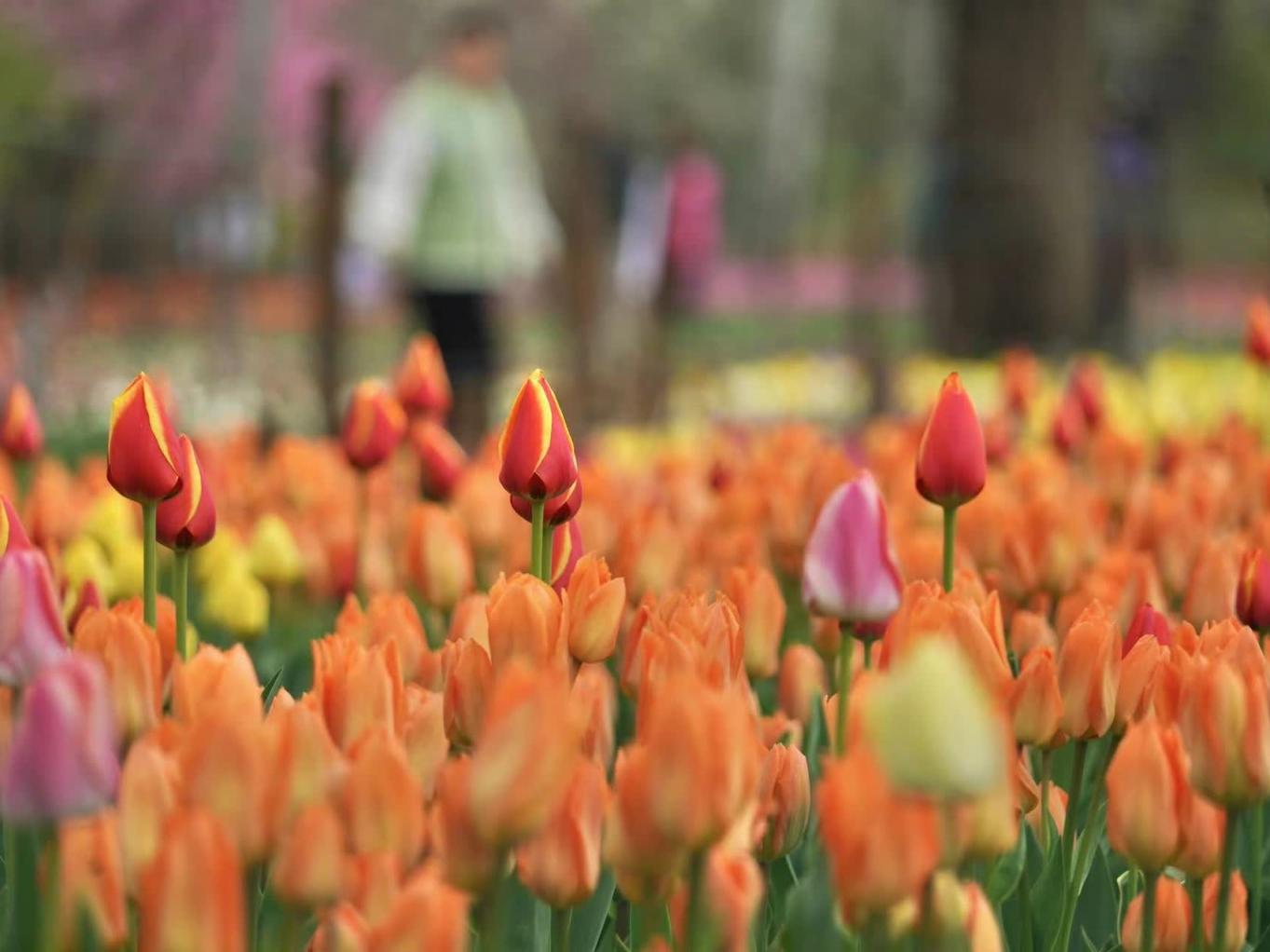 北京新闻东城区腾退简易楼消息,北京新闻拆除中关村文化产业园