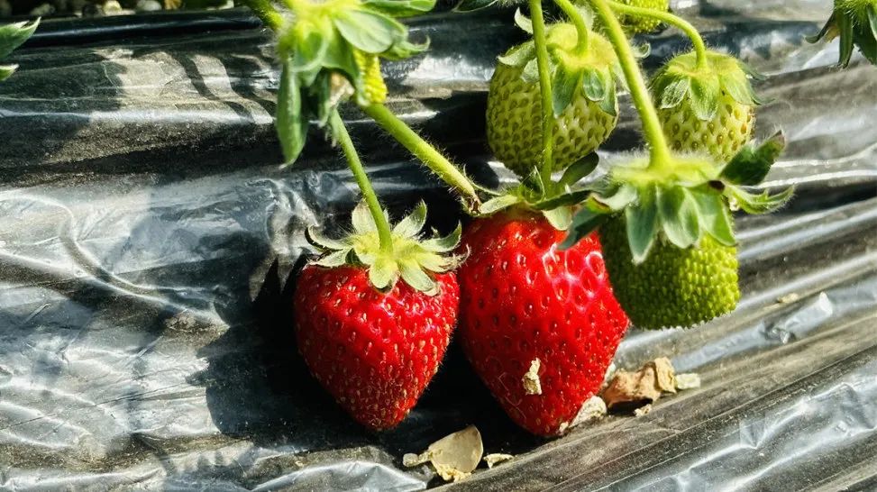 昌平可以摘草莓的地方,昌平摘草莓