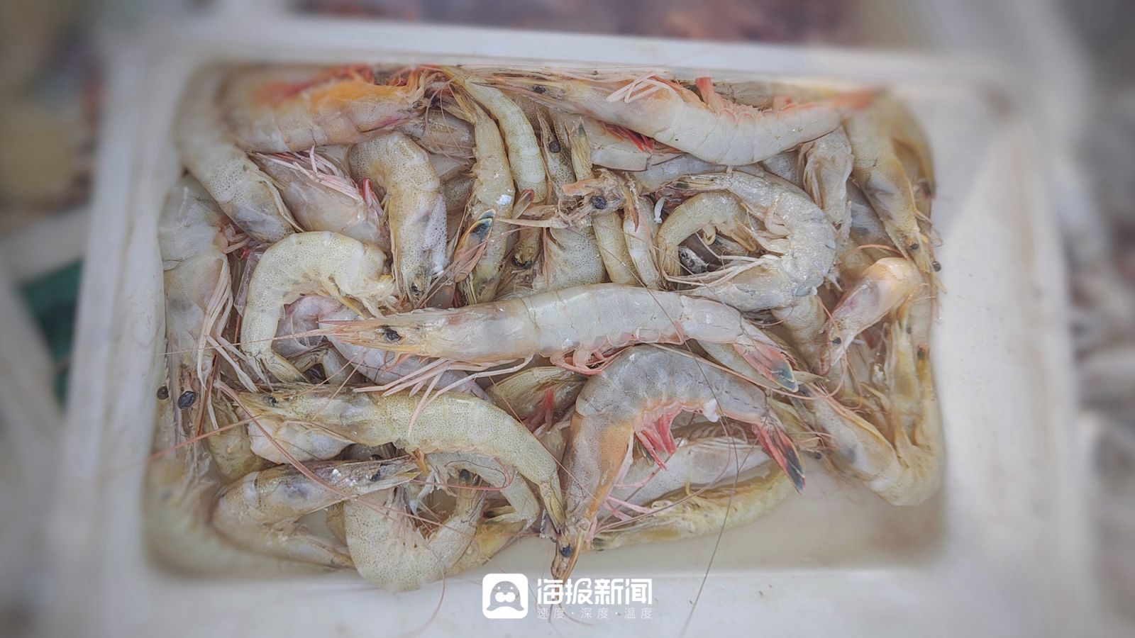 日照小海虾批发,日照小开海