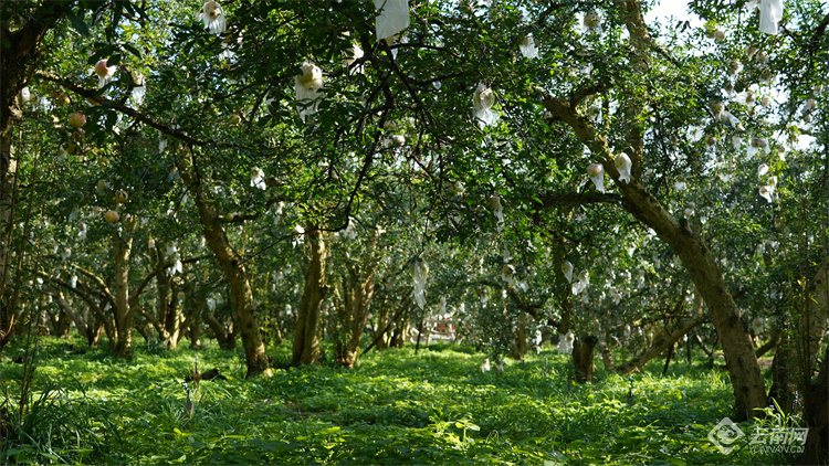 云南蒙自甜绿籽石榴树苗,云南蒙自基地甜石榴