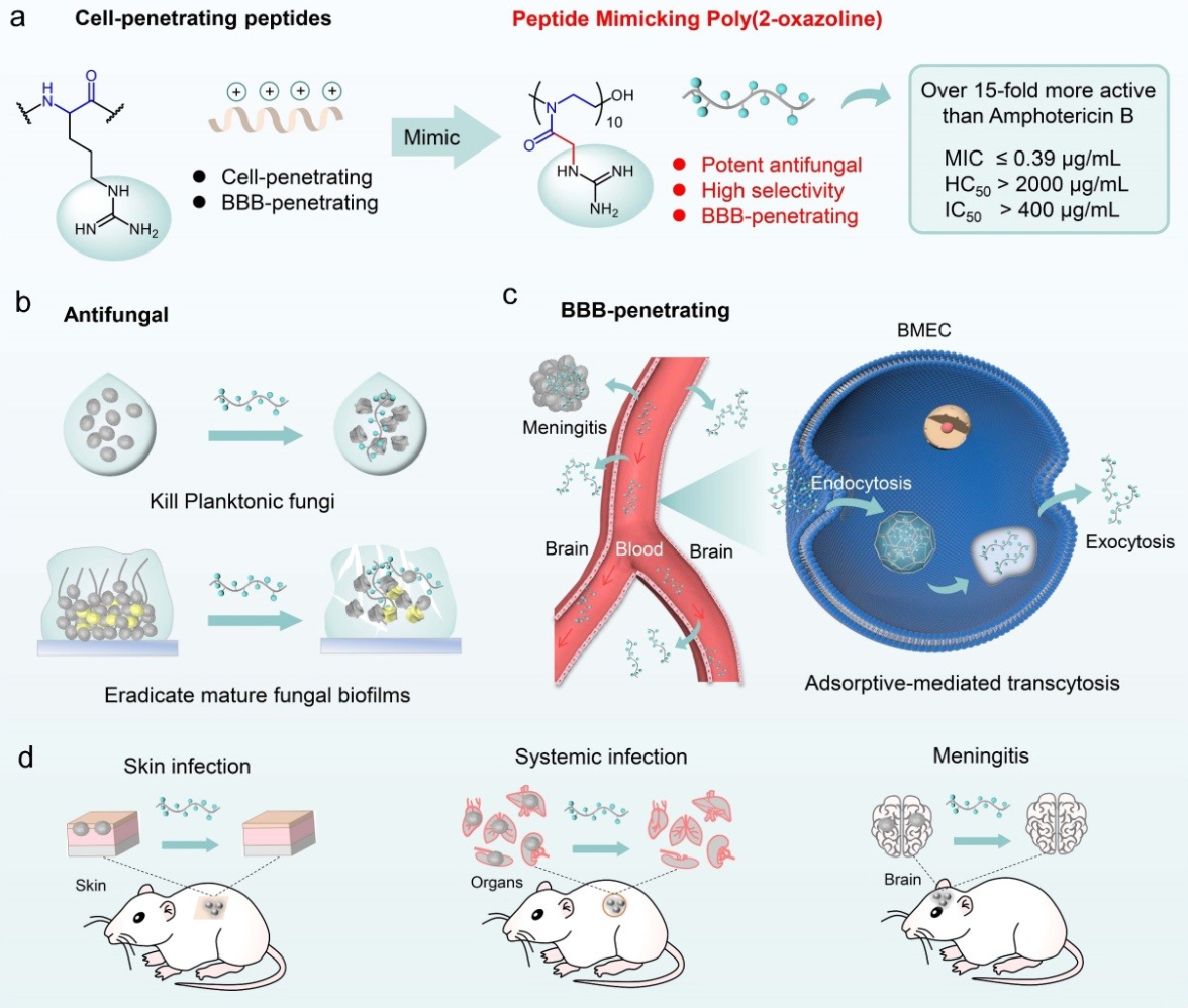 真菌脑膜炎,成人真菌脑膜炎治疗得多少钱