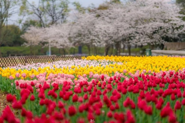 苏州值得逛的免费公园,苏州逛公园