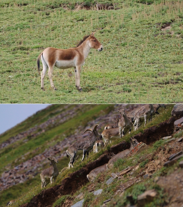 世界雪豹保护日,世界雪豹分布的国家数量